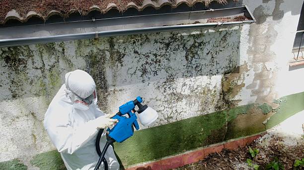 Trusted Mold Inspection service in Wauconda, IL - Cheap Mold Removal